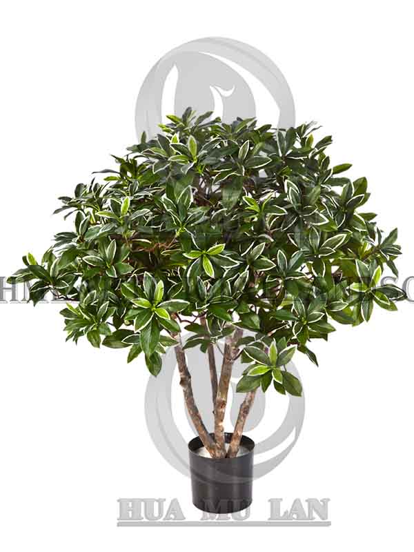 FORTUNE TREE