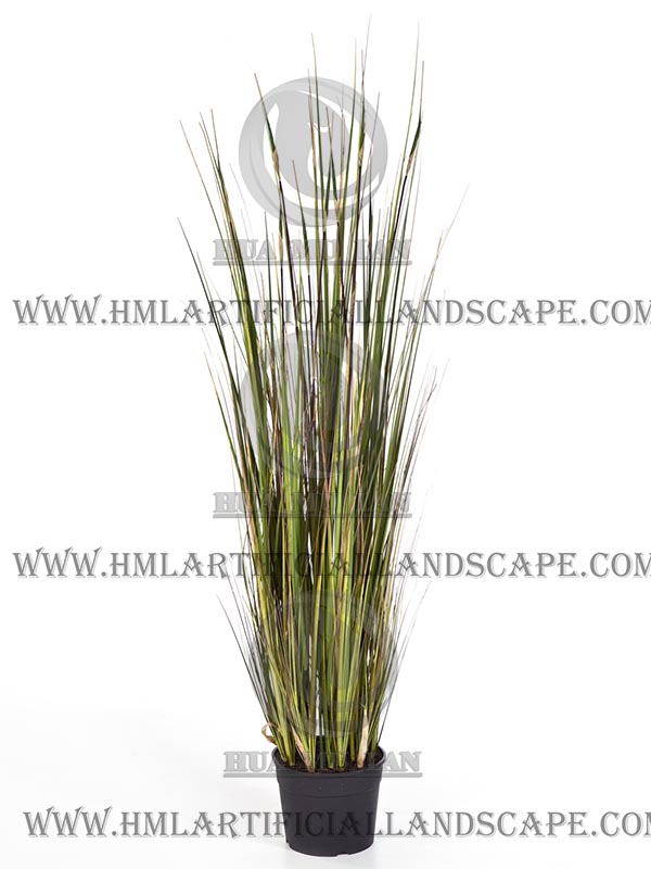 ONION GRASS